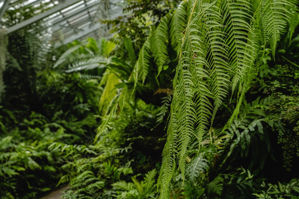 a lush green forest filled with lots of plants