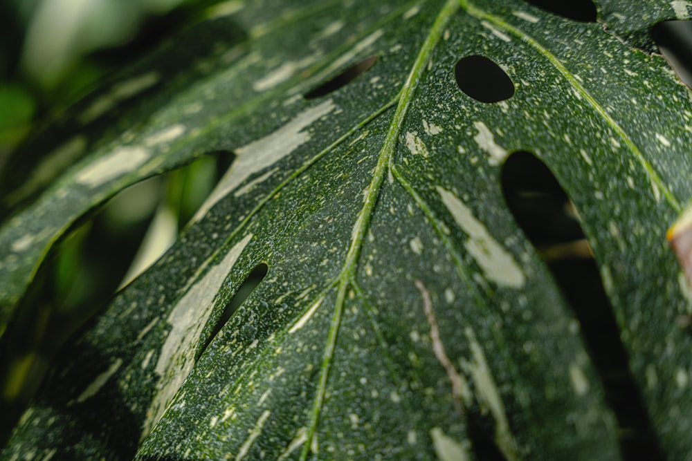 a close up of a green leaf with holes in it