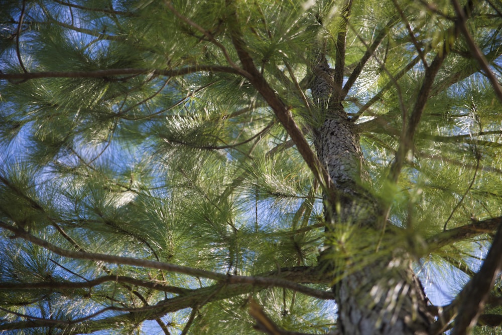 a bird is perched in a pine tree