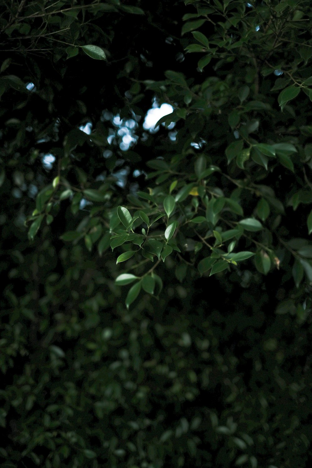 a bird is perched on a tree branch