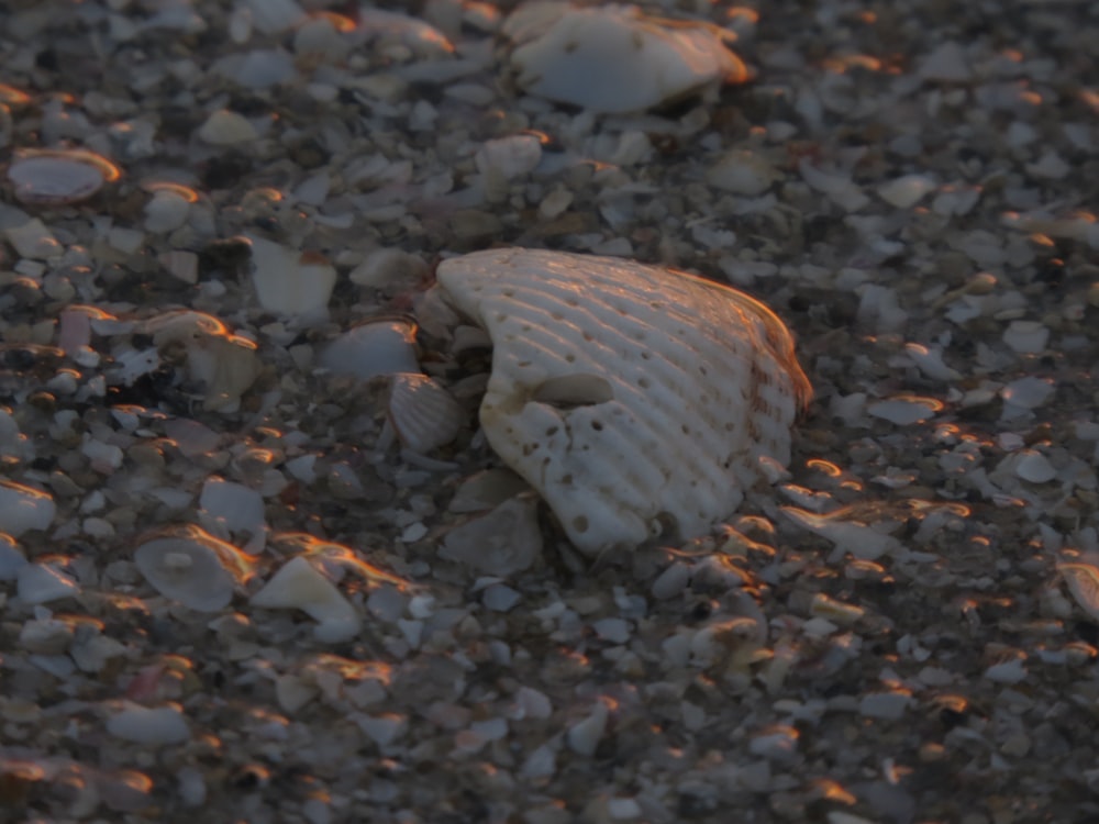 a shell on the ground with rocks and gravel