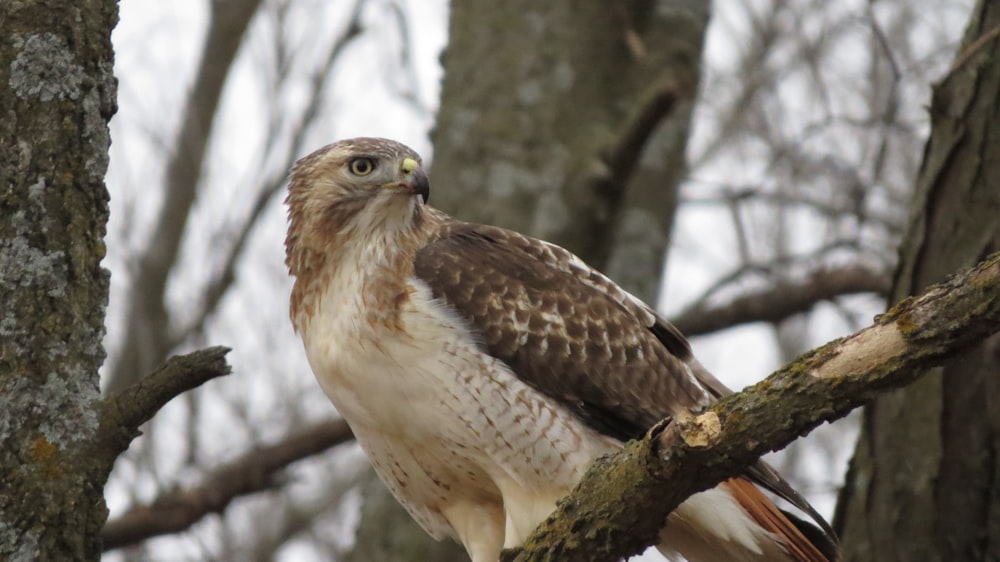 a brown and white bird perched on a tree branch