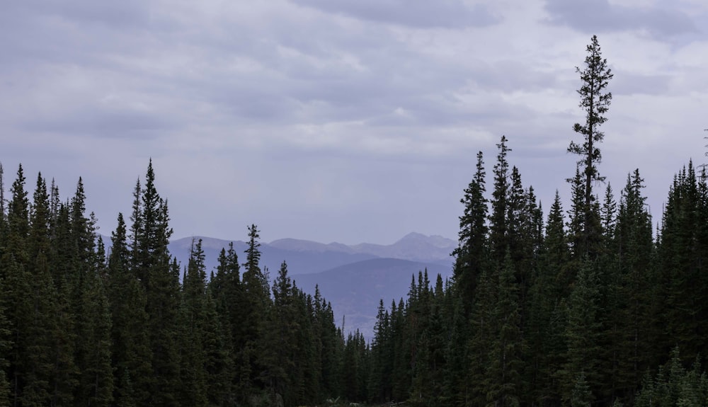 a dirt road surrounded by tall pine trees