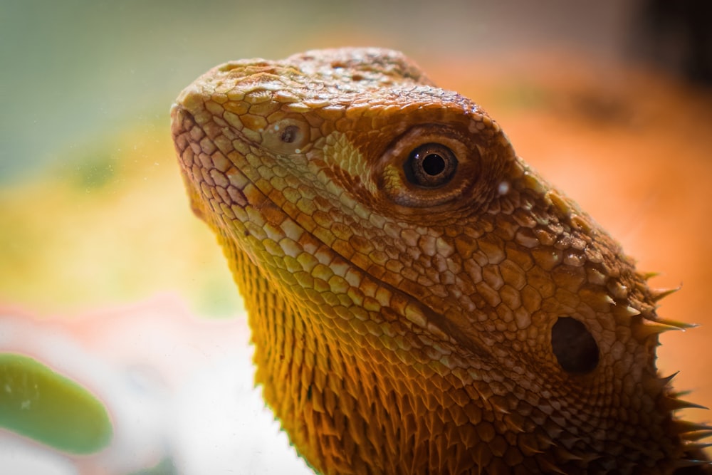 a close up of a lizard's head with a blurry background