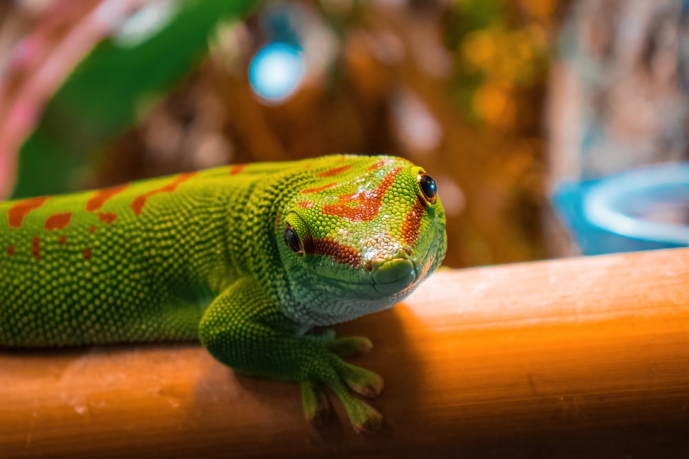 a close up of a lizard on a fence