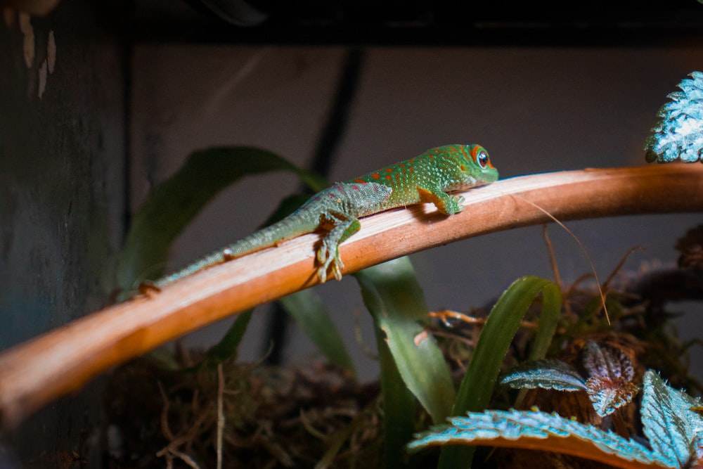 a green lizard is sitting on a branch