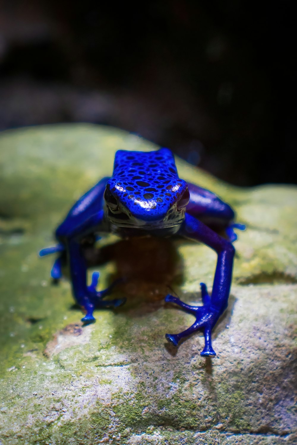a blue frog sitting on top of a rock