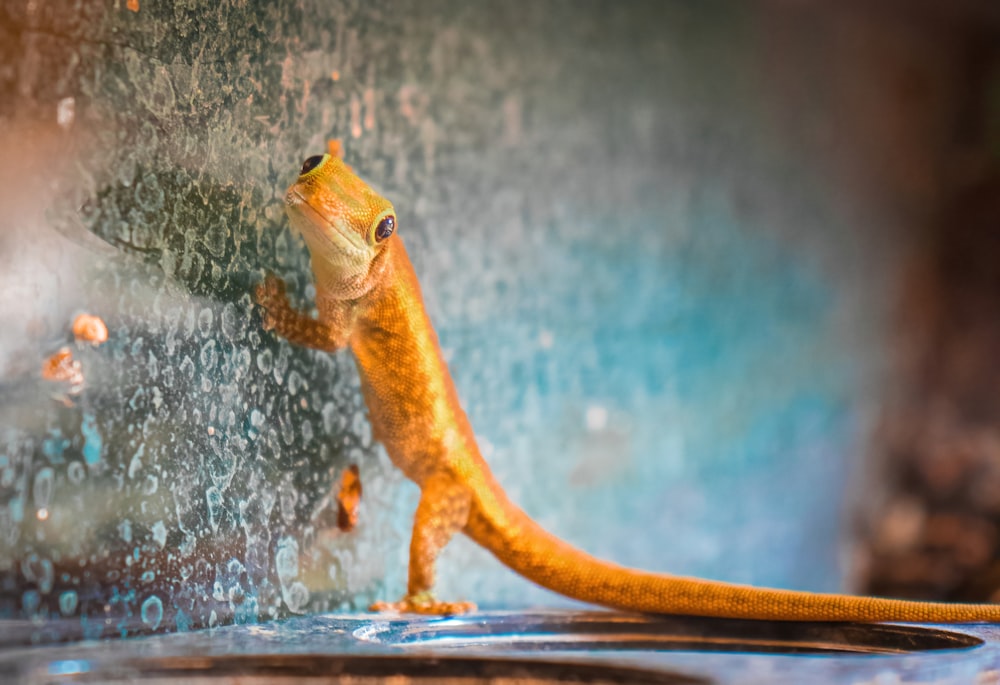 a yellow gecko sitting on top of a window