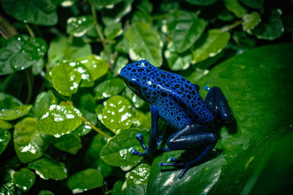 a blue frog sitting on top of a green leaf