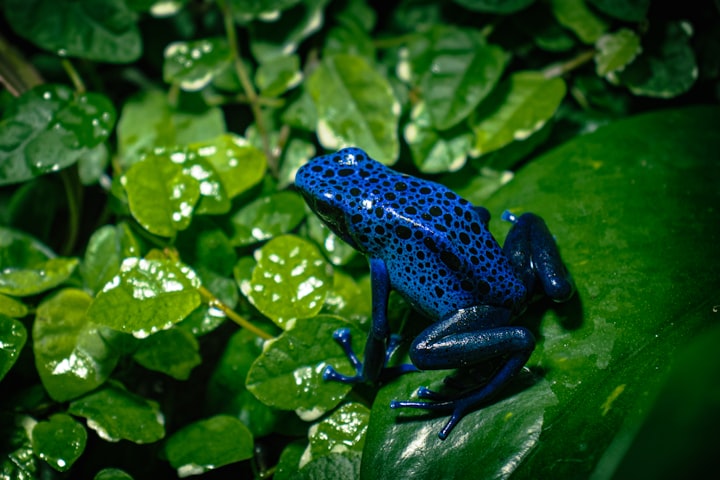THE BLUE FROG