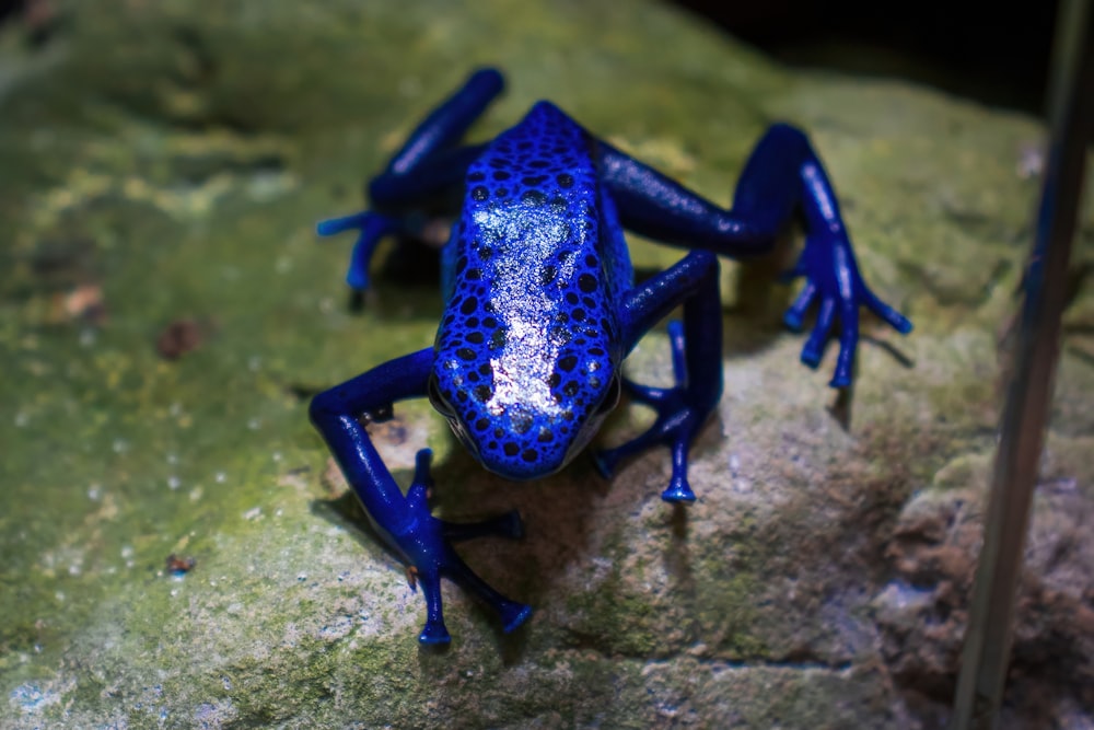 a blue frog sitting on top of a rock