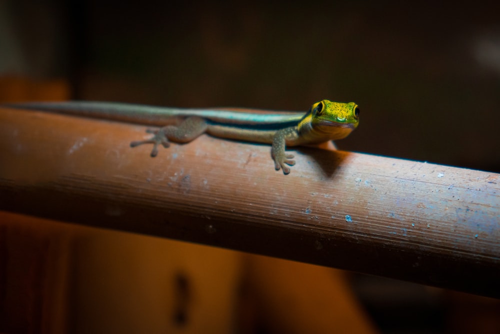 a green and yellow lizard sitting on top of a wooden rail