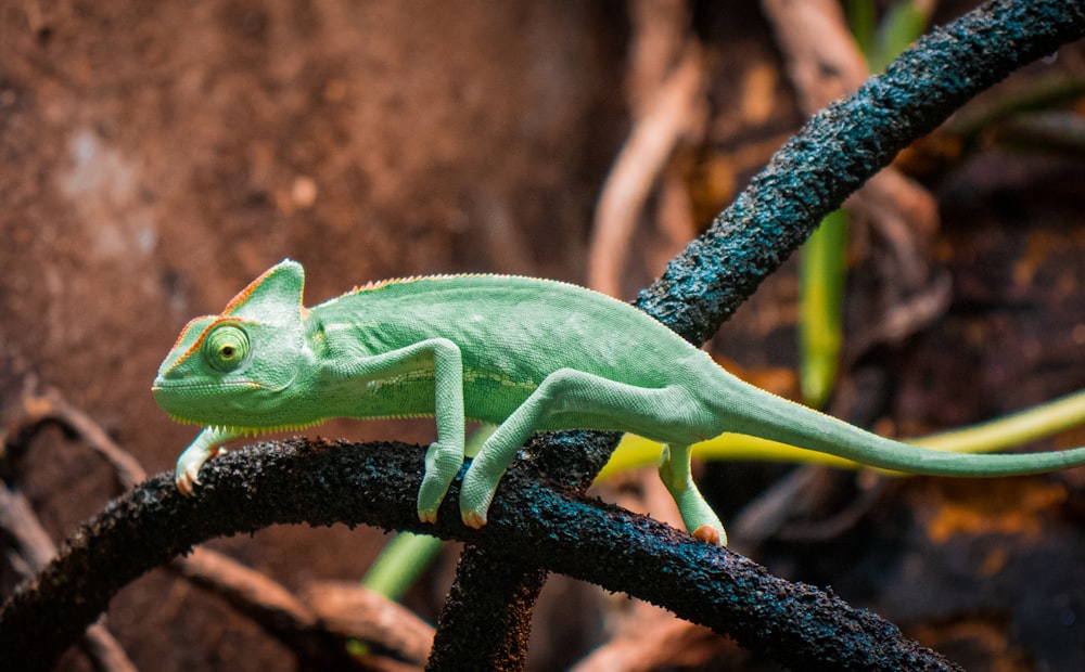 a green chamelon sitting on top of a tree branch