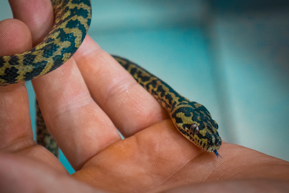 a person holding a small snake in their hand