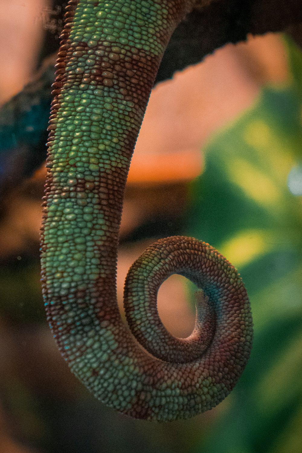 a close up of a green and brown lizard's tail