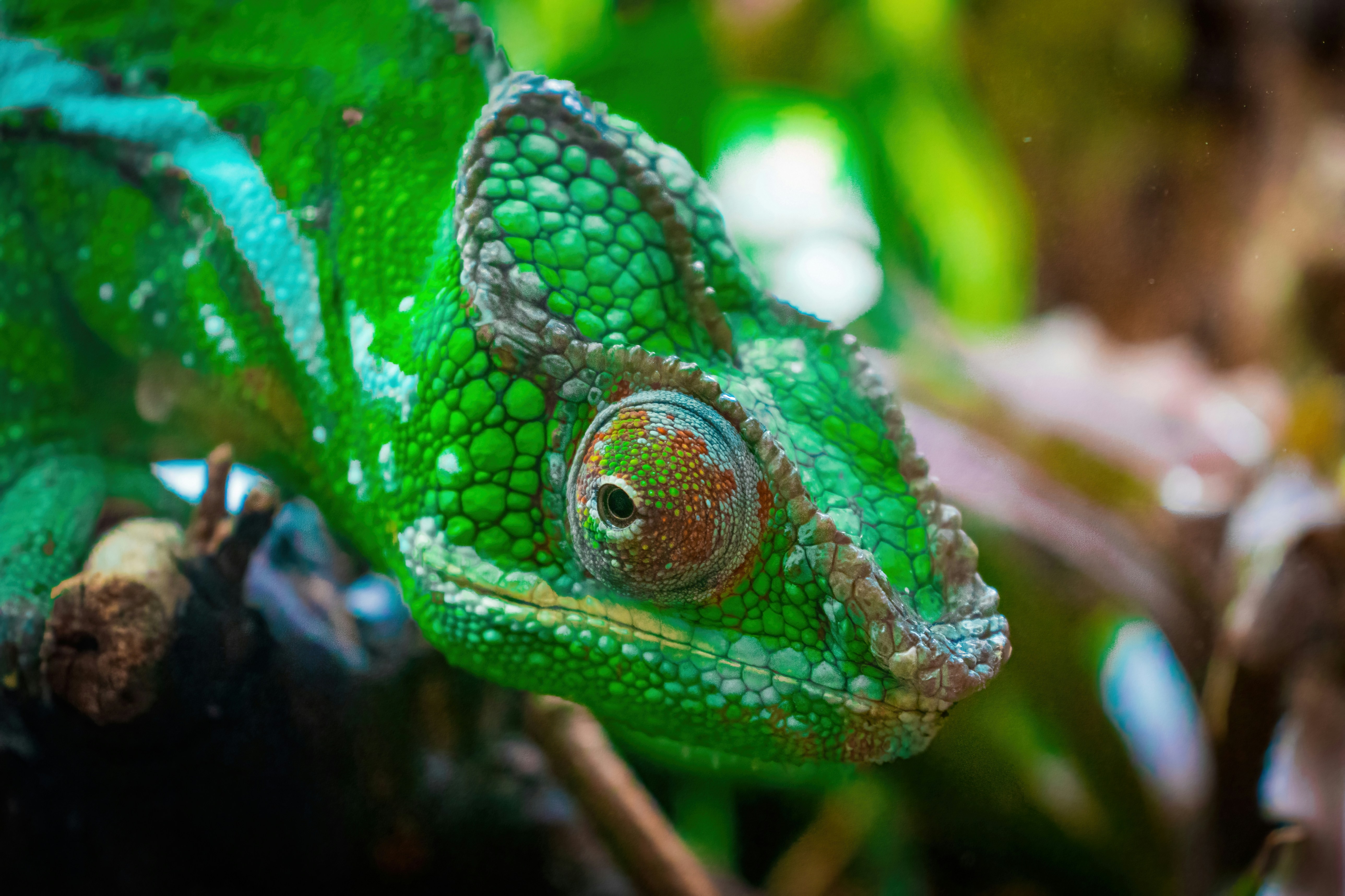 Rept&coffe club lizards