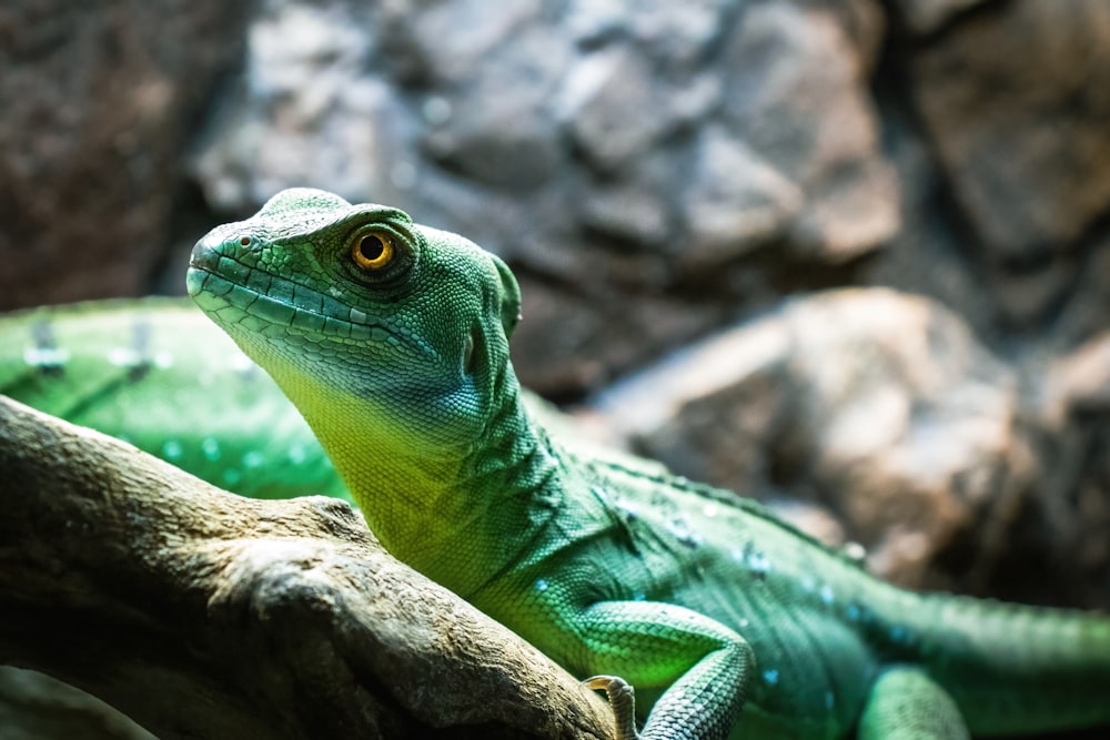 a close up of a lizard on a tree branch