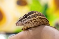 A close-up of a reptile, possibly a lizard, with textured scales and a focused eye. The background is blurred with hints of green and yellow, creating a natural and serene setting. The reptile is resting on a soft, fleshy surface, likely a human hand.