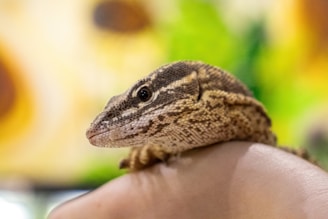 A close-up of a reptile, possibly a lizard, with textured scales and a focused eye. The background is blurred with hints of green and yellow, creating a natural and serene setting. The reptile is resting on a soft, fleshy surface, likely a human hand.