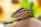 A close-up of a reptile, possibly a lizard, with textured scales and a focused eye. The background is blurred with hints of green and yellow, creating a natural and serene setting. The reptile is resting on a soft, fleshy surface, likely a human hand.