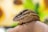 A close-up of a reptile, possibly a lizard, with textured scales and a focused eye. The background is blurred with hints of green and yellow, creating a natural and serene setting. The reptile is resting on a soft, fleshy surface, likely a human hand.