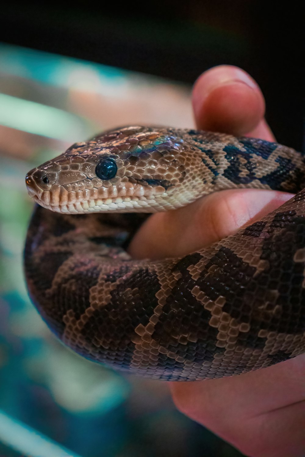 a close up of a person holding a snake