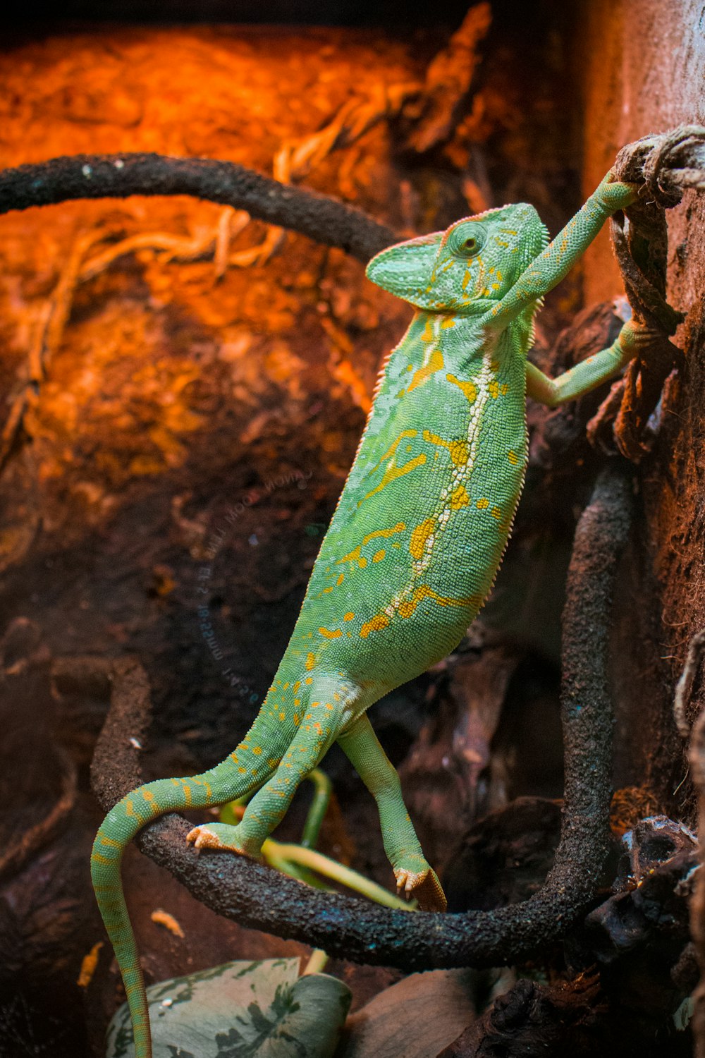 a green chamelon climbing up a tree branch