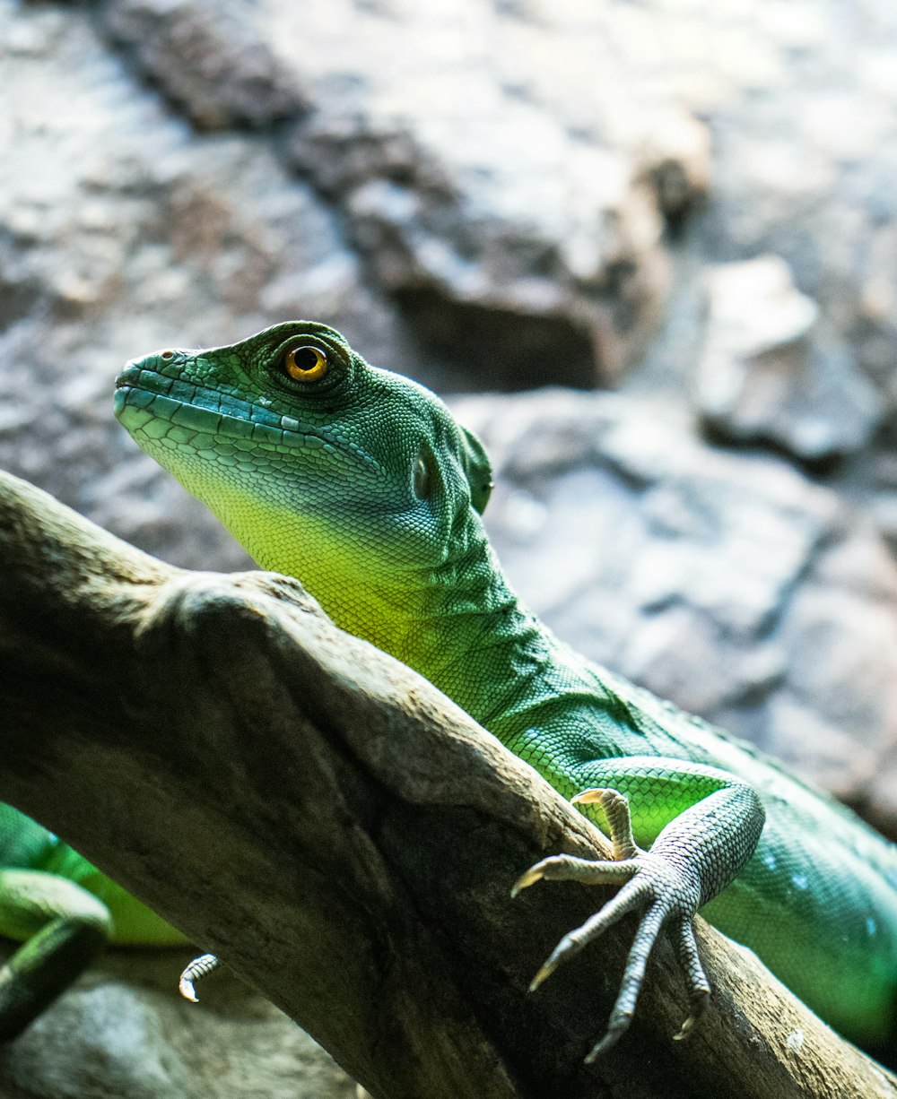 a close up of a lizard on a tree branch