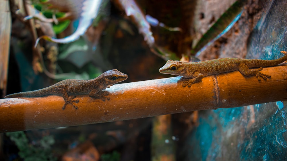 a couple of lizards sitting on top of a wooden pole