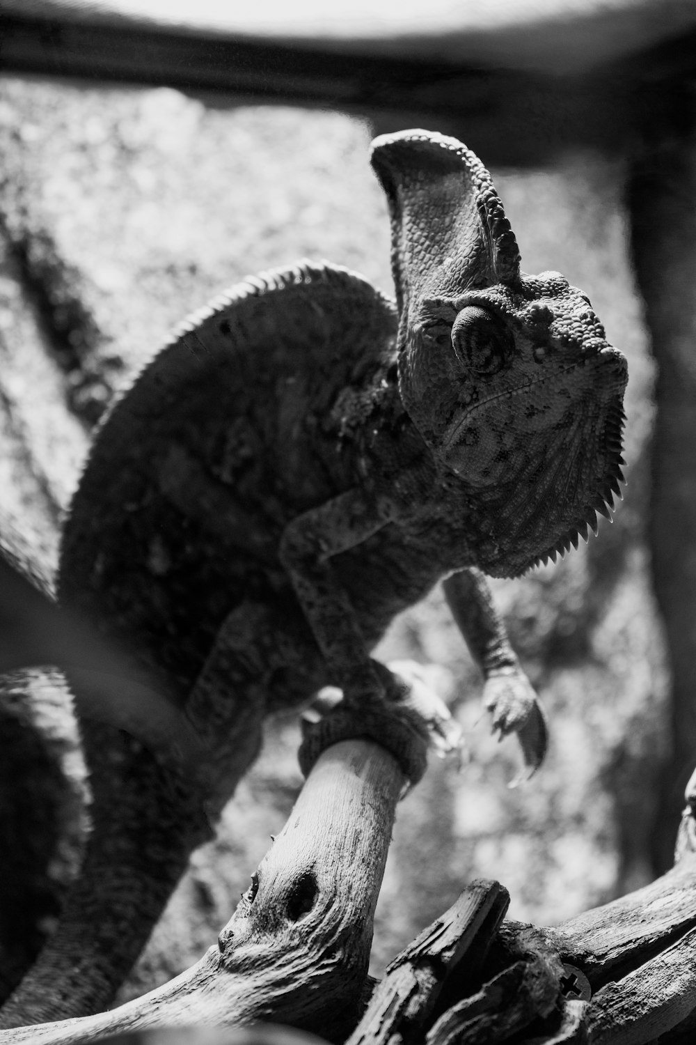 a chamelon climbing a tree branch in a black and white photo