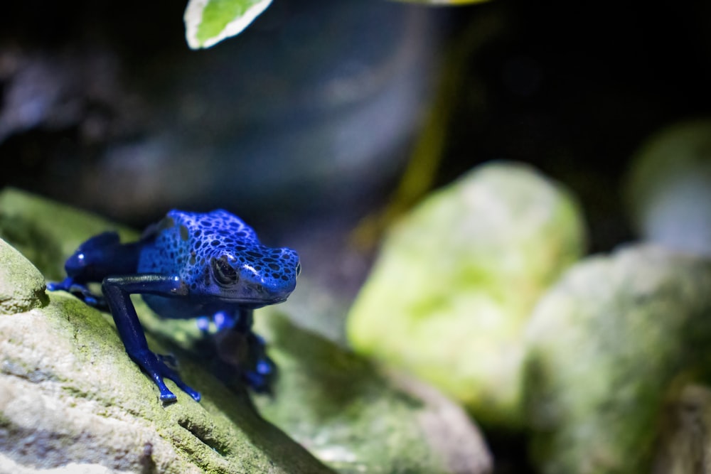 a blue frog sitting on top of a green leaf