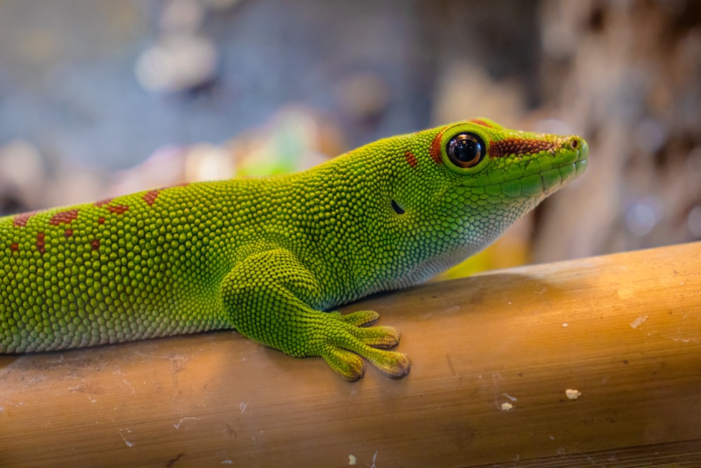 a green lizard sitting on top of a wooden stick