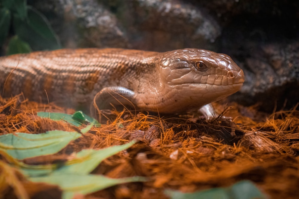 a close up of a lizard on the ground