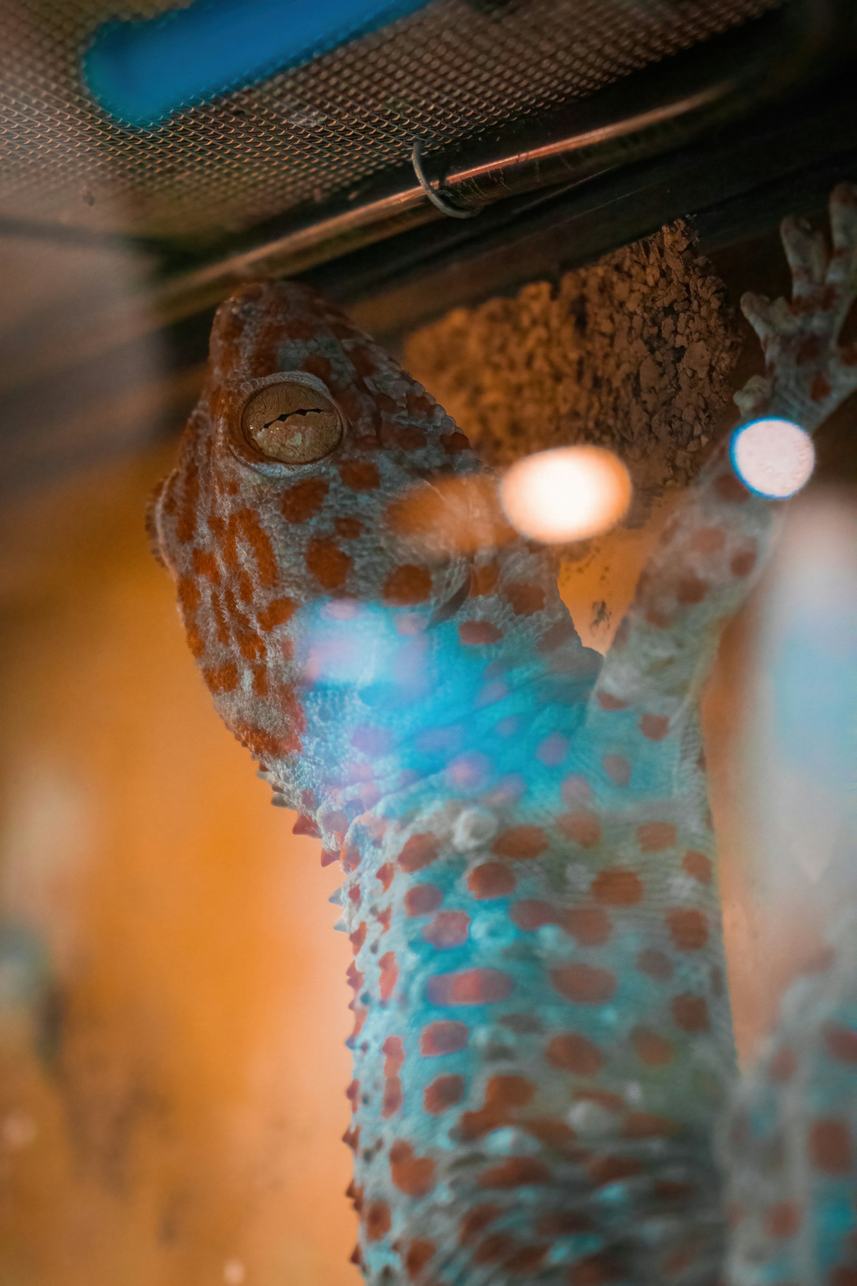 gecko wallpaper, wallpaper, 7 Cara Mengusir Tokek dari Rumah yang Efektif 2