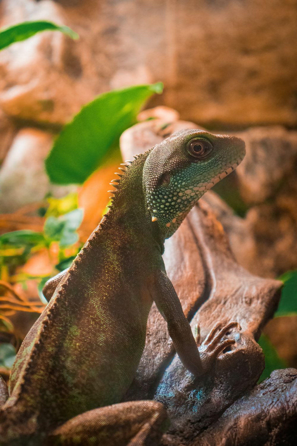 a close up of a lizard on a rock