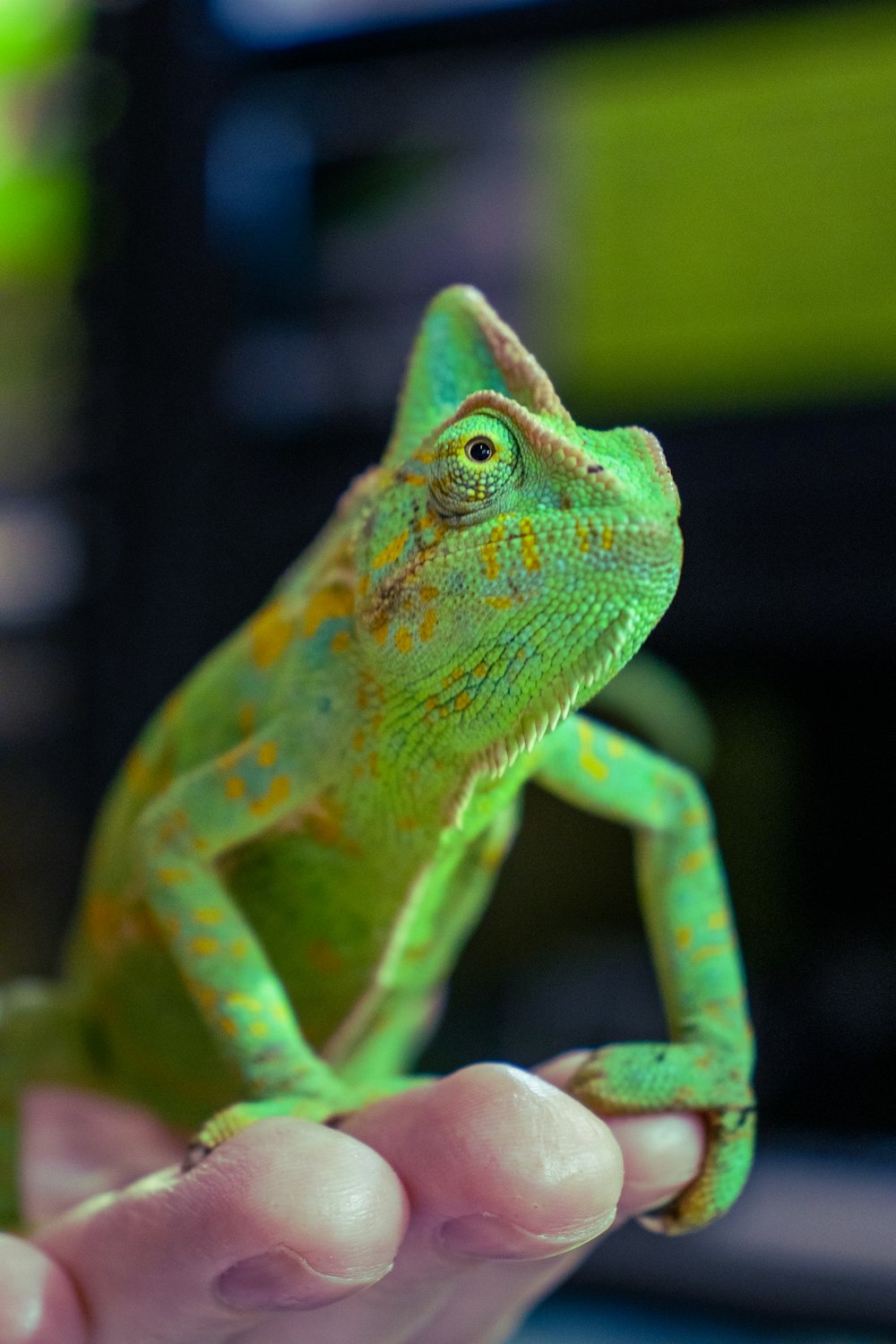 a person holding a small green lizard in their hand