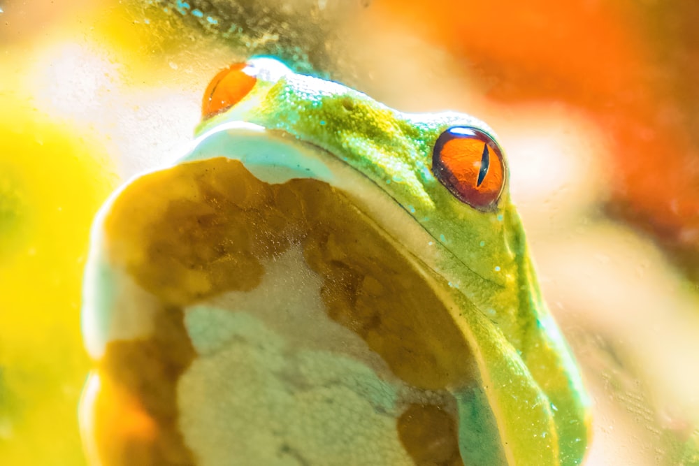 a close up of a frog's face with a blurry background