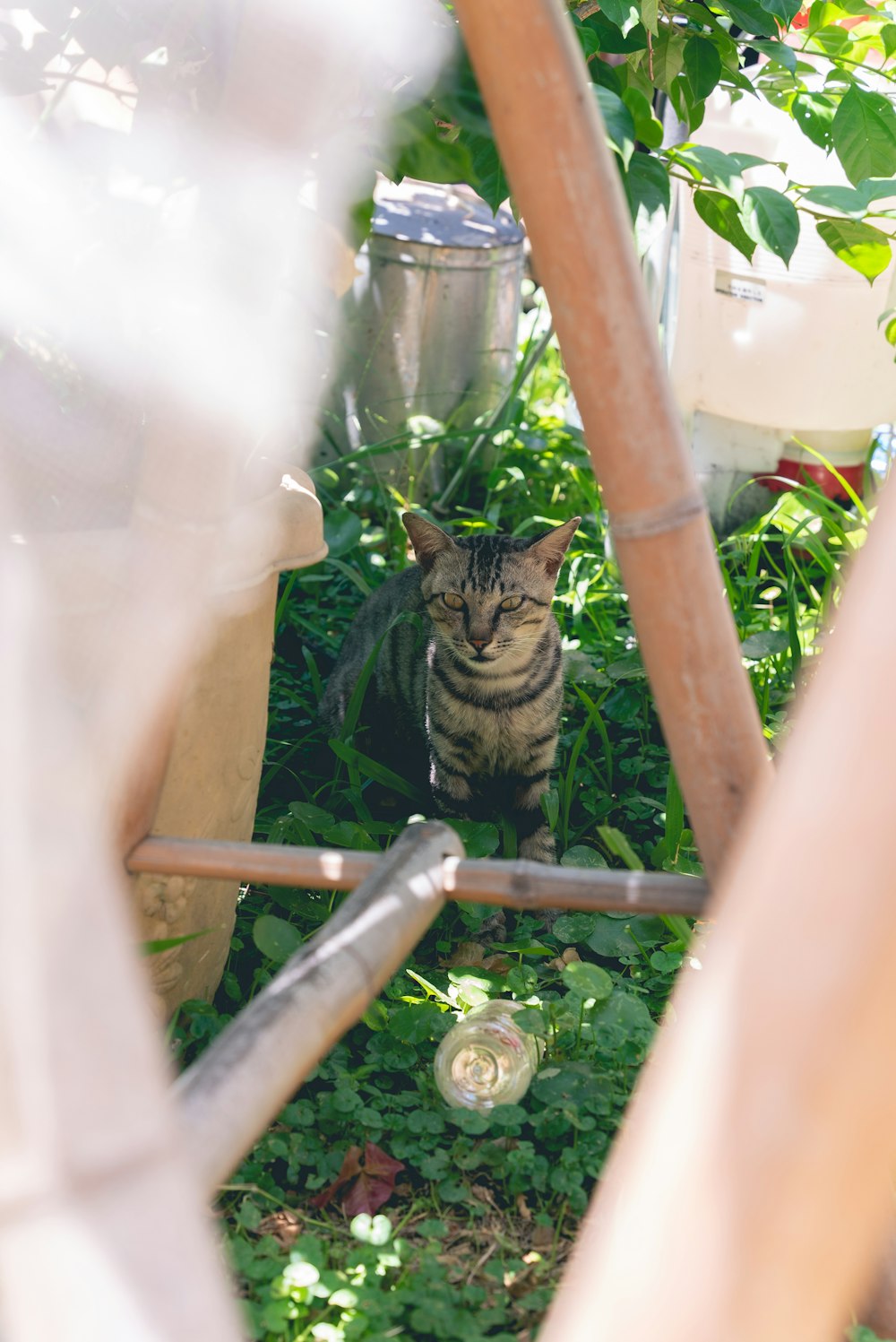 um gato sentado no meio de um jardim