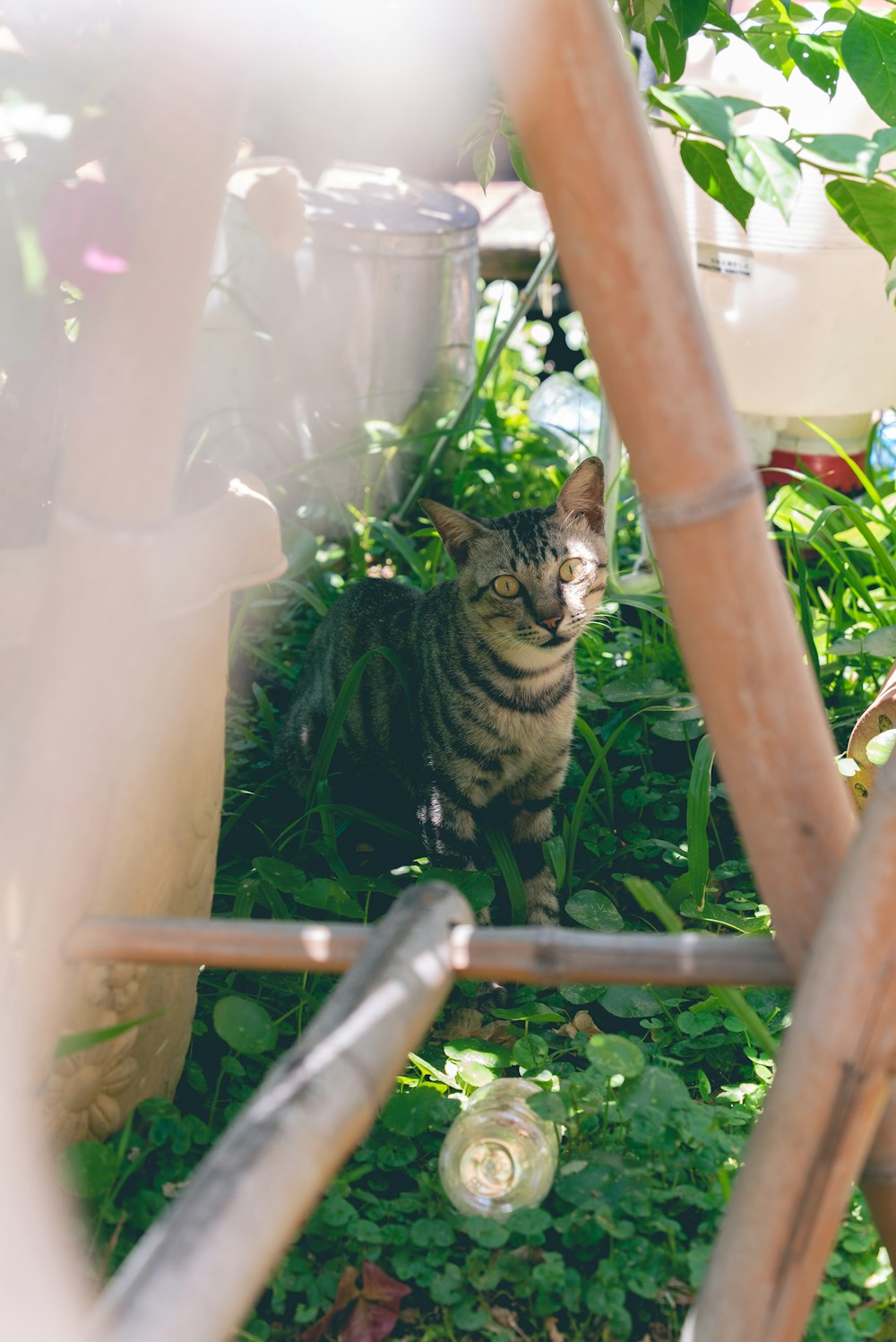 um gato sentado no meio de um jardim