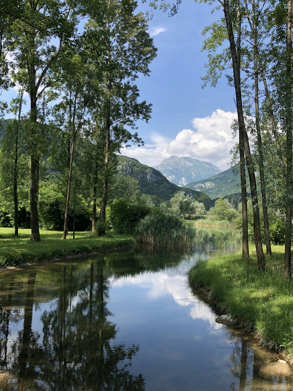 a river running through a lush green forest