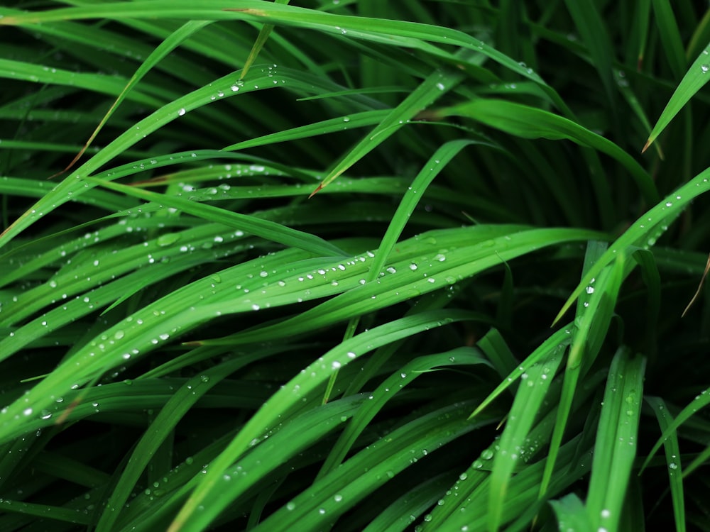 a close up of a green plant with water droplets