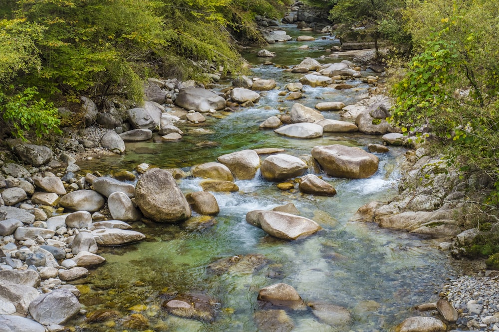 a river running through a lush green forest