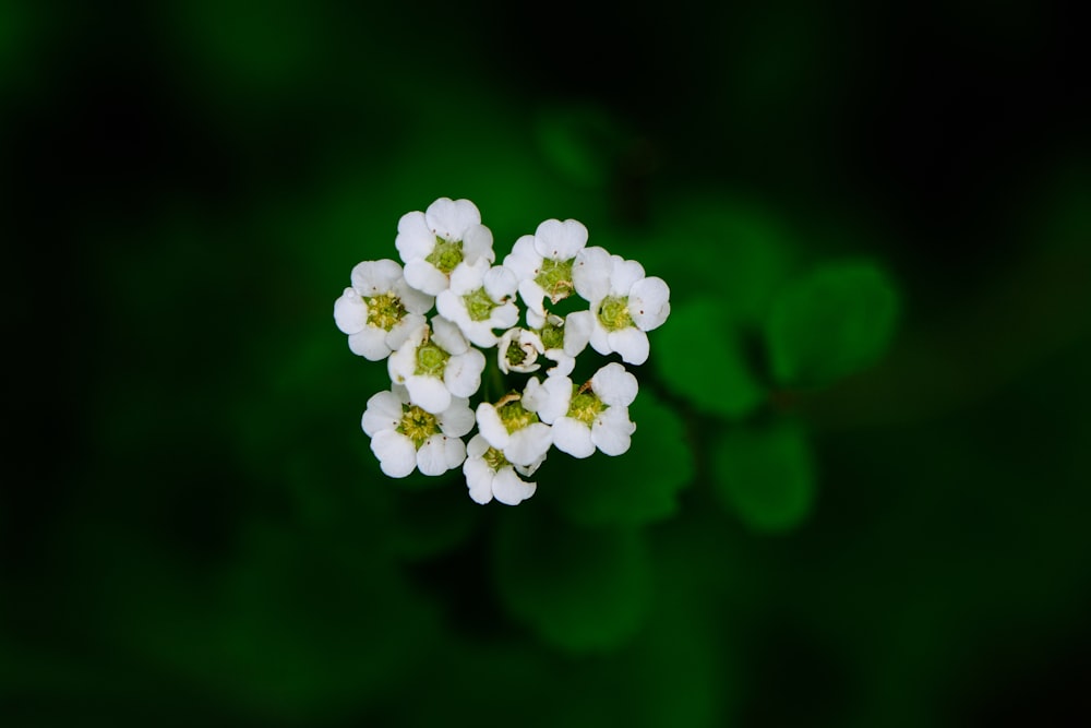 녹색 배경에 작은 흰색 꽃의 그룹