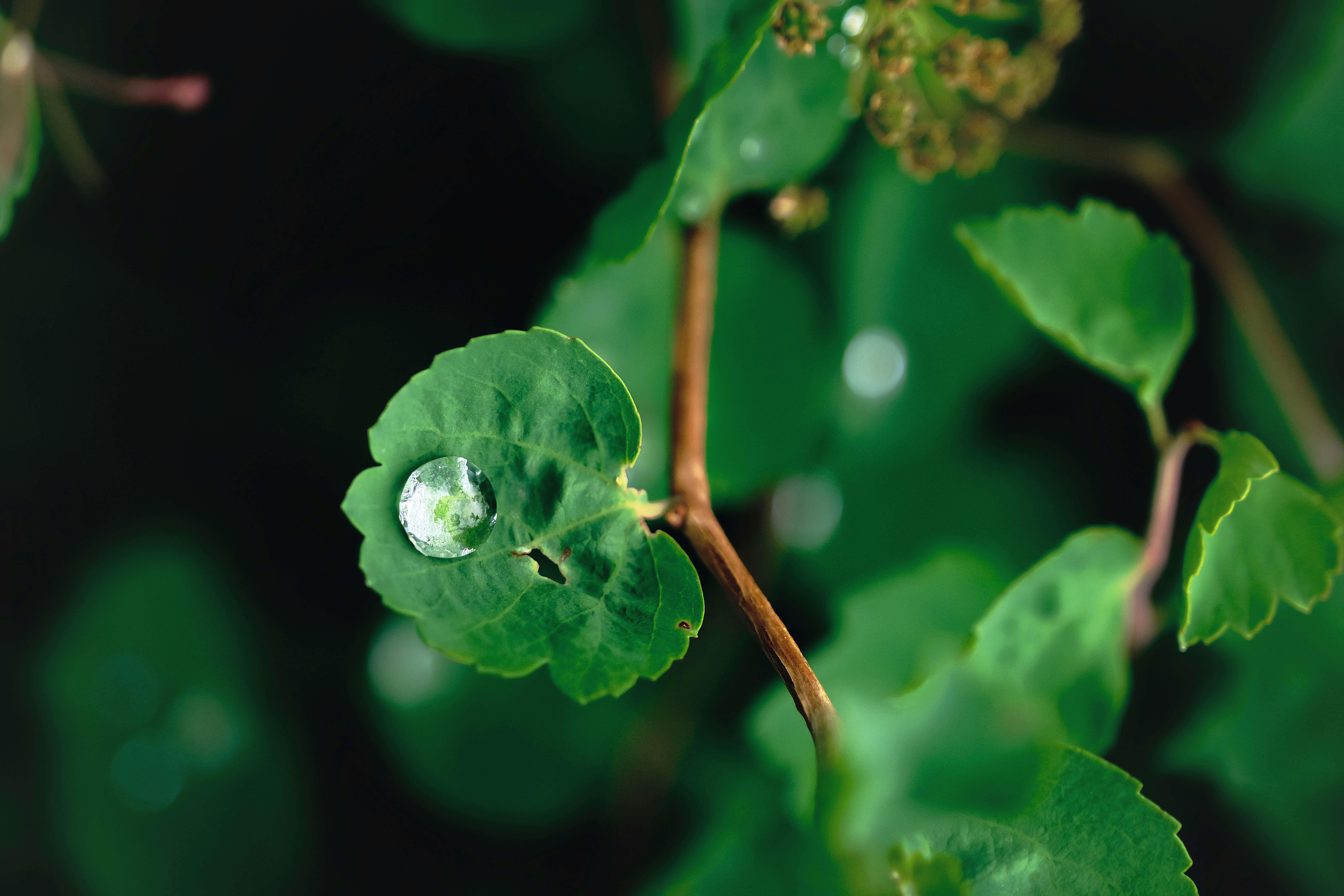 Water drop close-up, ilustrasi artikel The Secret Weapon: How Hyaluronic Acid Hydrates Oily Skin Without the Grease 5