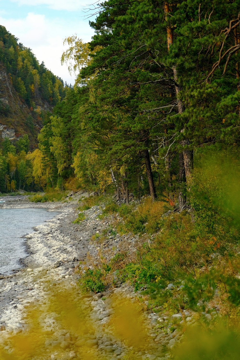 a river running through a lush green forest