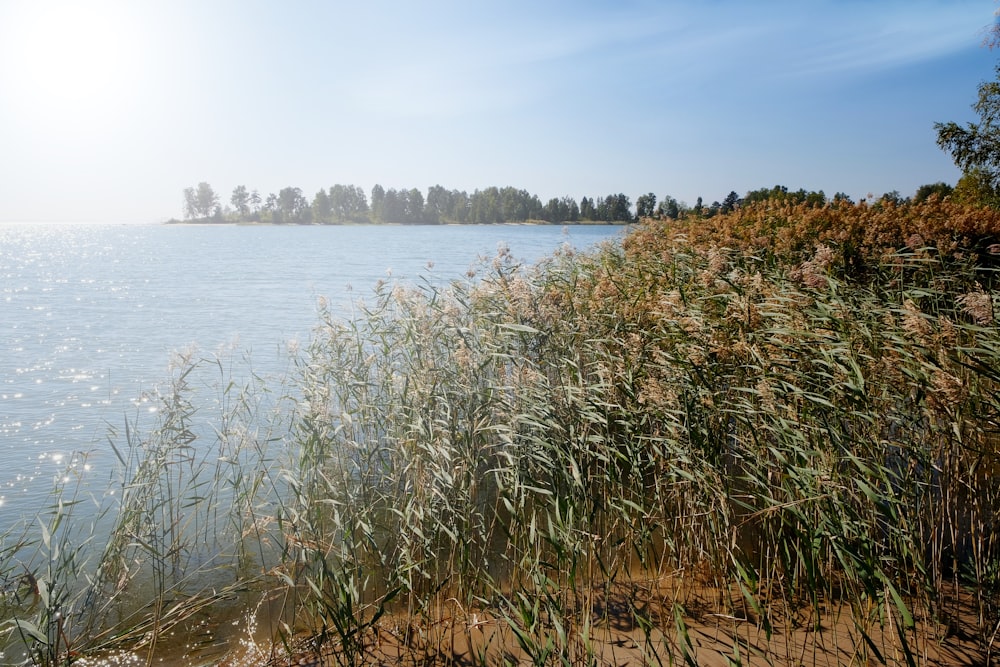 a body of water surrounded by grass and trees