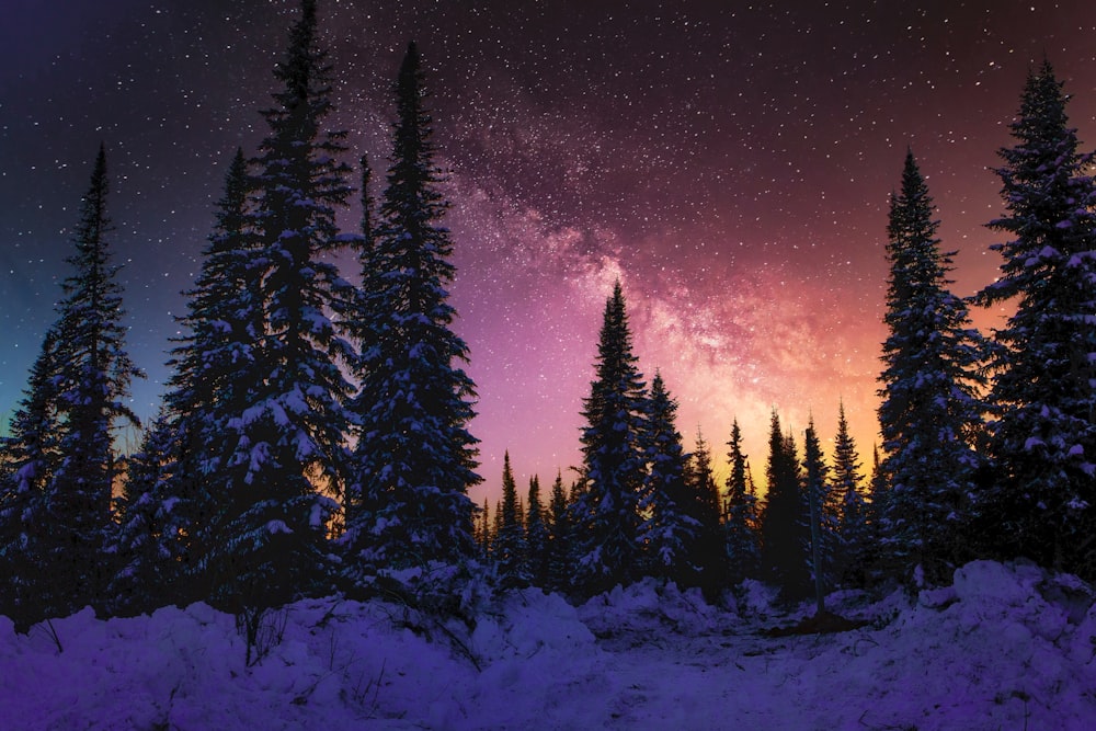 the night sky is filled with stars and the trees are covered in snow