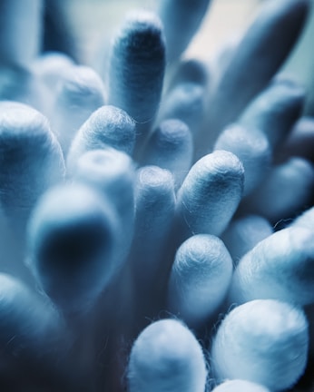Close-up of cotton swabs neatly arranged on a white surface.