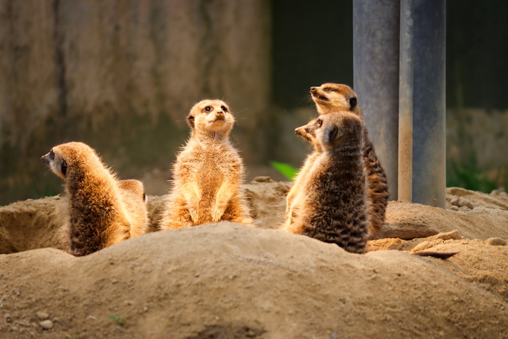 a group of meerkats sitting on top of a pile of dirt
