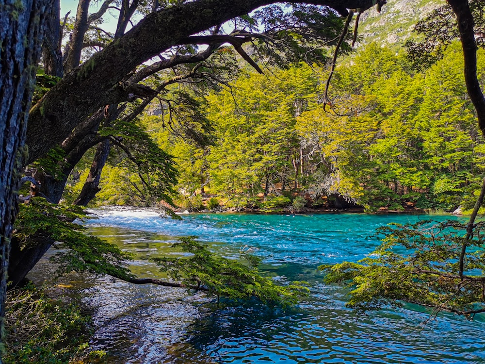 a river running through a lush green forest